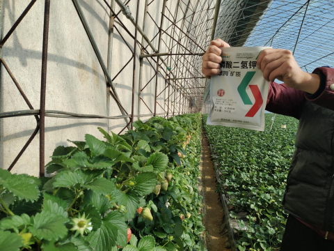 水溶肥廠(chǎng)家,草莓種植,翠姆水溶肥